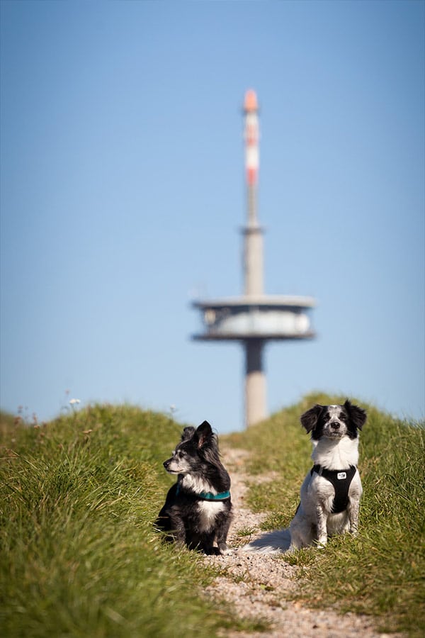 Tierfotografie Pokorny, Kleine Hunde vor Funkturm