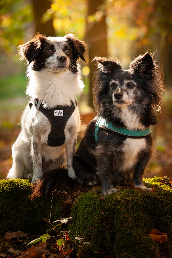 Tierfotografie Pokorny, Kleine Hunde im Wald