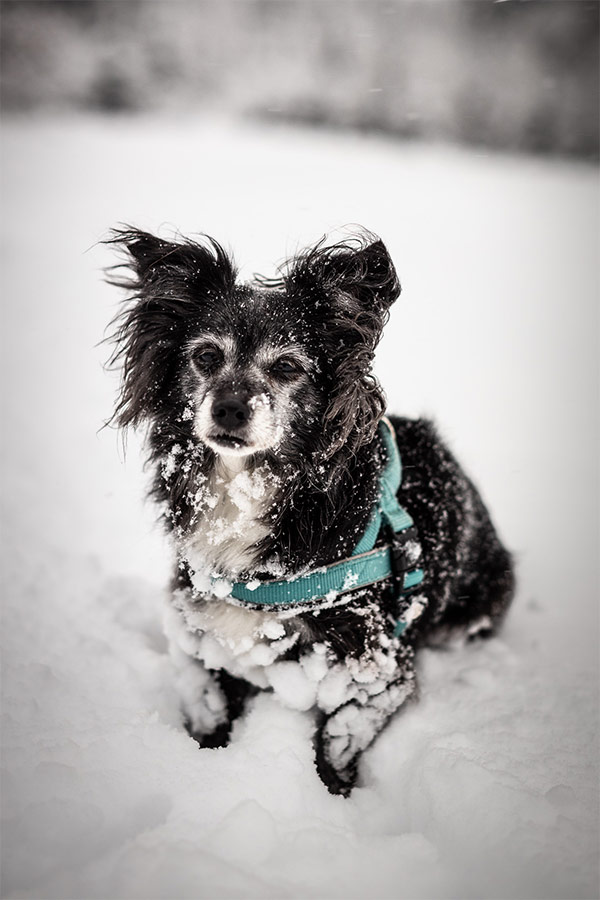 Tierfotografie Pokorny, Kleiner Hund im Schnee