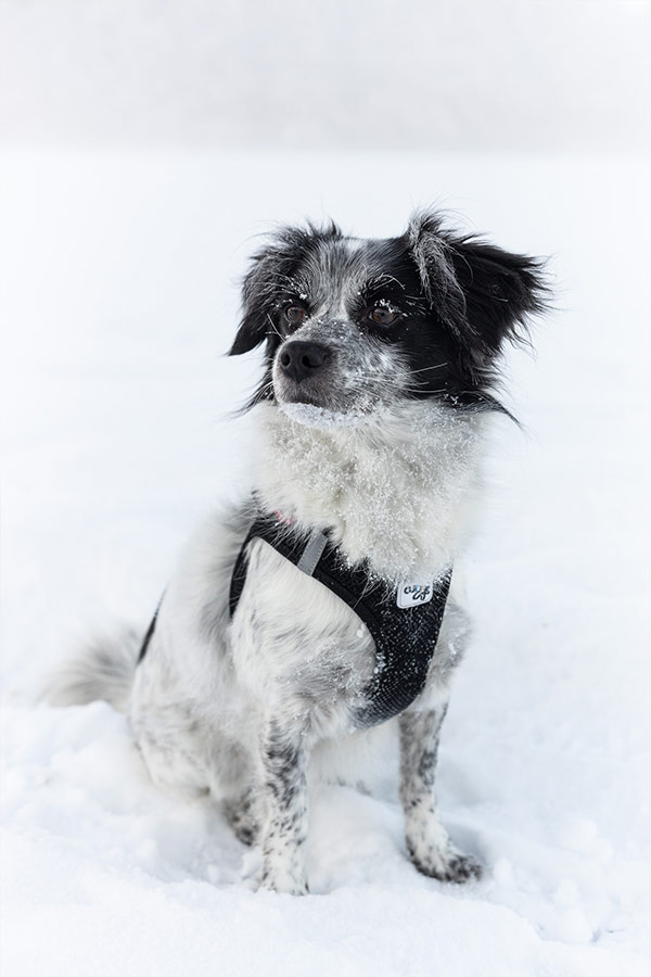 Tierfotografie Pokorny, Kleiner Hund im Schnee