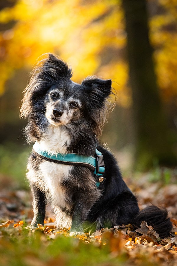 Tierfotografie Pokorny, Kleiner Hund im Wald