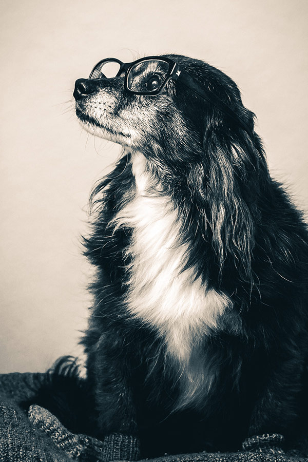 Tierfotografie Pokorny, Kleiner Hund mit Brille