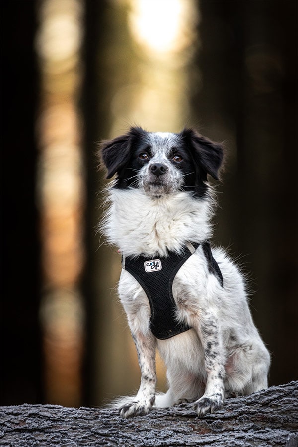 Tierfotografie Pokorny, Kleiner Hund im Wald