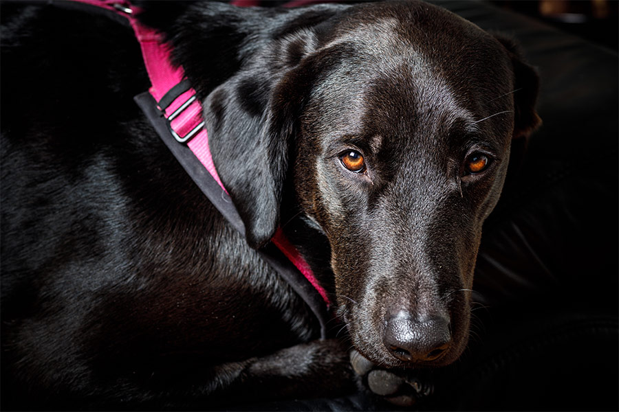 Tierfotografie Pokorny, Schwarzer Labrador