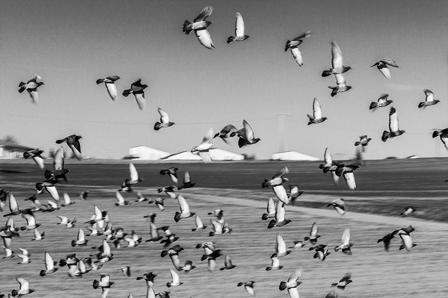 Tierfotografie Pokorny, Vogelschwarm