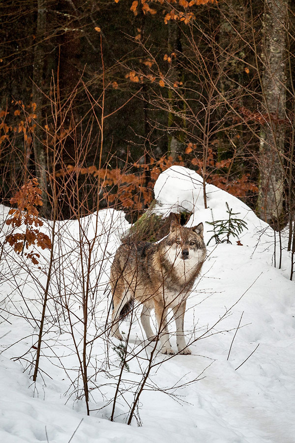 Tierfotografie Pokorny, Wolf