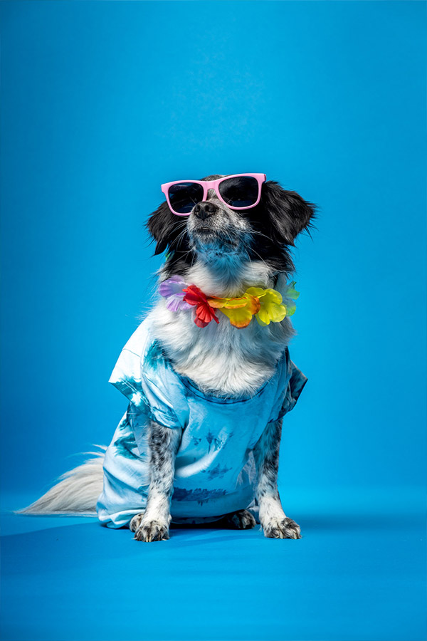 Hund, blauer Hintergrund, Sonnenbrille