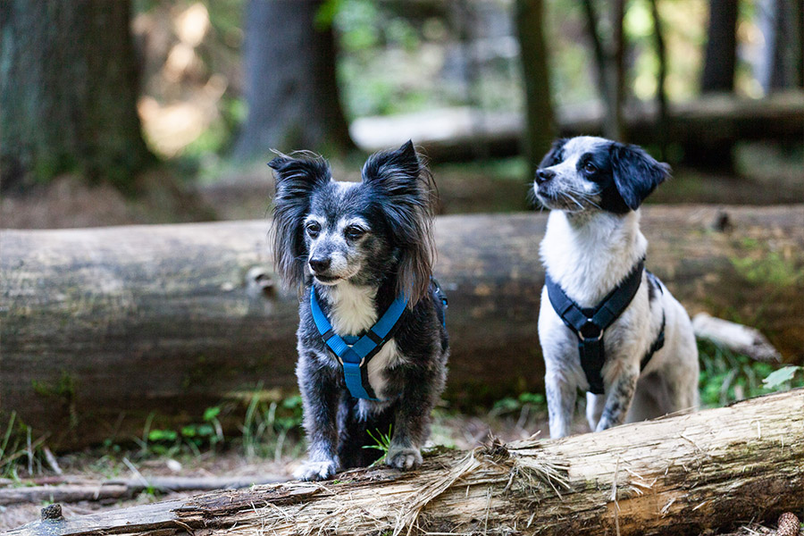 Tierfotografie, Hunde im Wald