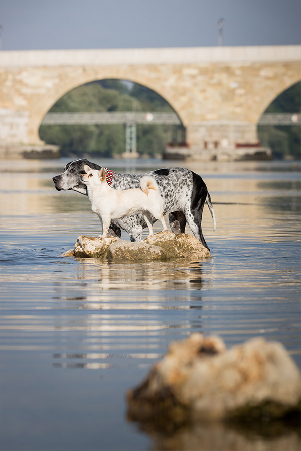 Tierfotografie, Hunde an der Donau