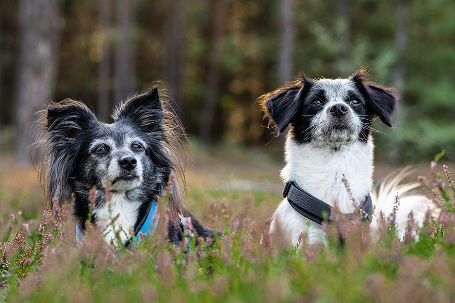 Tierfotografie, Hunde im Wald