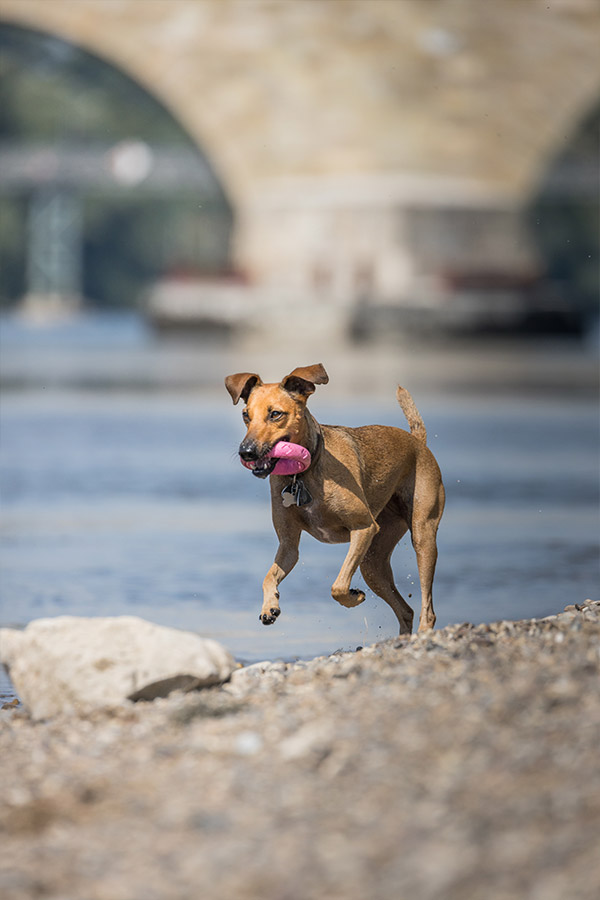 Tierfotografie, Hunde an der Donau